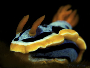 Chromodoris annae at Komodo.  G9/DS160s/Stacked UCL165s. by Richard Witmer 